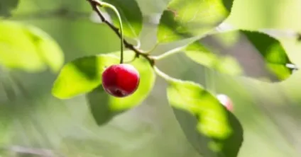 Хвороби вишні і лікування почему не плодоносить, сохне, тріскається кора, Моніліоз, коккомикоз, фото, (чому) Хвороби вишні і лікування почему не плодоносить, сохне, тріскається кора, Моніліоз, коккомикоз, фото,