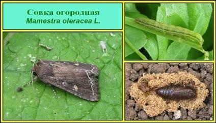 Боротьба з совкой на томатах засоби та препарати (засоби) Боротьба з совкой на томатах засоби та препарати