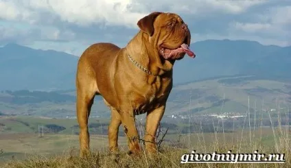 Бордосский дог