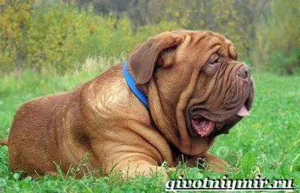 Бордосский дог