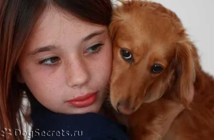 Хвороби такс шкірні та інші (хвороби) Хвороби такс шкірні та інші
