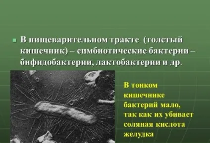 Біфідобактерії і лактобактерії особливості, відмінності і користь для організму (Хвороблива кісточка нозі) Біфідобактерії і лактобактерії особливості, відмінності і користь для організму