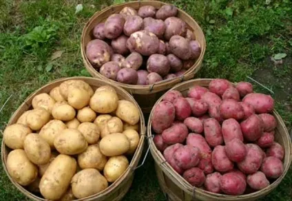 Багатий урожай картоплі з 1 га секрети вирощування культури (культури) Багатий урожай картоплі з 1 га секрети вирощування культури