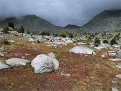Ланцюг живлення в тундрі