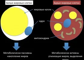 Бурий жир в бодібілдингу