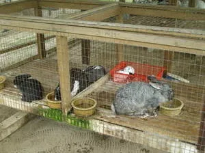 Чим годувати кроликів взимку в домашніх умовах для швидкого зростання (взимку) Чим годувати кроликів взимку в домашніх умовах для швидкого зростання