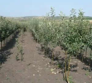 Чим годувати корів, дачасадовода (годувати) Чим годувати корів, дачасадовода
