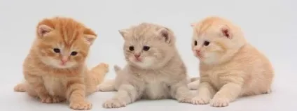 Чим годувати кошенят перший прикорм, основні принципи раціону, заборонені продукти (раціон харчування) Чим годувати кошенят перший прикорм, основні принципи раціону, заборонені продукти