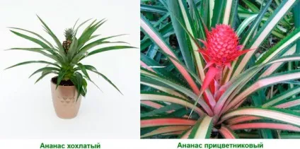 Чим годувати корів, дачасадовода (годувати) Чим годувати корів, дачасадовода