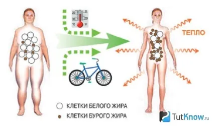 Бурий жир в бодібілдингу