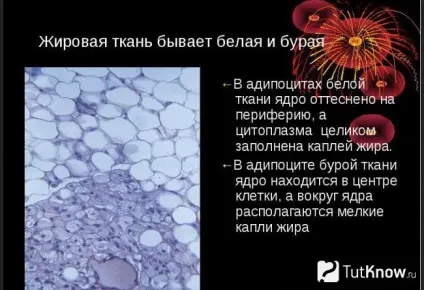Бурий жир в бодібілдингу
