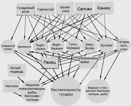 Ланцюг живлення в тундрі