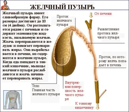 Чай жовчогінний інструкція із застосування препарату (артеріальний тиск підсилюють) Чай жовчогінний інструкція із застосування препарату