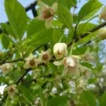 Чим корисний барбарис для здоров'я людини (барбарис чим корисний) Чим корисний барбарис для здоров'я людини