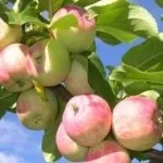 Чим корисний барбарис для здоров'я людини (барбарис корисні властивості) Чим корисний барбарис для здоров'я людини