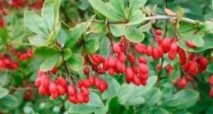 Чим корисний барбарис для здоров'я людини (лікувальні властивості барбарису) Чим корисний барбарис для здоров'я людини