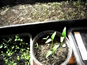 Чорна ніжка у розсади помідорів заходи боротьби, рекомендації фахівців (заходи) Чорна ніжка у розсади помідорів заходи боротьби, рекомендації фахівців