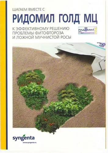 Чорна плямистість на листках троянд і як з нею боротися (фото) (суперечки чорної плямистості) Чорна плямистість на листках троянд і як з нею боротися (фото)