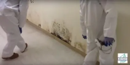 Чорна цвіль в будинку чим небезпечна чим небезпечна чорна цвіль на стінах в квартирі, в ванній для (чим небезпечна чорна цвіль для людини) Чорна цвіль в будинку чим небезпечна чим небезпечна чорна цвіль на стінах в квартирі, в ванній для