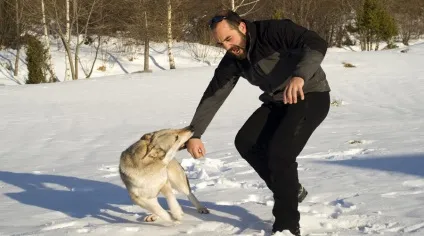 Що робити, якщо напала собака, fresher - найкраще з рунета за день! (Напала) Що робити, якщо напала собака, fresher - найкраще з рунета за день!