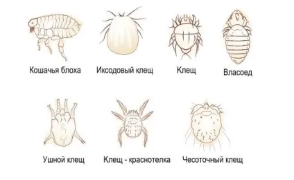 Чим небезпечні блохи для людини і чим лікувати укуси, фото (місце) Чим небезпечні блохи для людини і чим лікувати укуси, фото