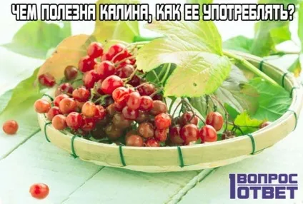 Чим корисна калина, і як її вживати 10 способів, користь і шкода ягоди (вживати) Чим корисна калина, і як її вживати 10 способів, користь і шкода ягоди