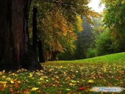 Чим відрізняється біогеоценоз від агроценозів (біогеоценоз) Чим відрізняється біогеоценоз від агроценозів