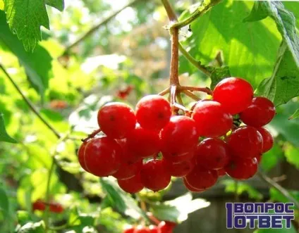 Чим корисна калина, і як її вживати 10 способів, користь і шкода ягоди (способів) Чим корисна калина, і як її вживати 10 способів, користь і шкода ягоди