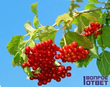 Чим корисна калина, і як її вживати 10 способів, користь і шкода ягоди (способів) Чим корисна калина, і як її вживати 10 способів, користь і шкода ягоди