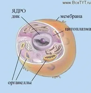 Що таке фрагментація
