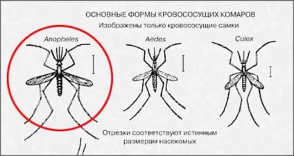 Що робити при укусі комара у дитини