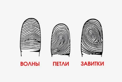 Що розкажуть візерунки на ваших пальцях (пальцях) Що розкажуть візерунки на ваших пальцях
