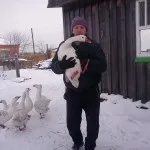 Курчата лисіють - кури, форум про розведення і утримання свійської птиці (курчата) Курчата лисіють - кури, форум про розведення і утримання домашньої птиці