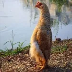 Курчата лисіють - кури, форум про розведення і утримання свійської птиці (курчата) Курчата лисіють - кури, форум про розведення і утримання домашньої птиці