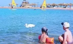 Club azur resort 4 (клаб АЗУР резорт) Хургада, Єгипет (club) Club azur resort 4 (клаб АЗУР резорт) Хургада, Єгипет