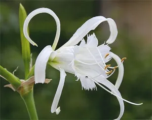 Що таке Исмена (перуанський нарцис, лілія-павук), вирощування Ісмени