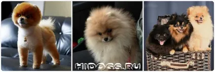 Скільки живуть померанские шпіци тривалість життя собаки (фото) (собаки) Скільки живуть померанские шпіци тривалість життя собаки (фото)