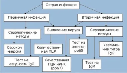 Цитомегаловірус у новонароджених лікування інфекції (інфекції) Цитомегаловірус у новонароджених лікування інфекції