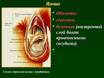 Що таке водянка яєчка