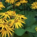 Квітка Ісмене посадка і догляд вирощування у відкритому грунті і домашніх умовах