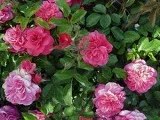 Квітка глориоза - догляд в домашніх умовах, фото глоріози і види, вирощування глоріози з насіння, (підгодівля) Квітка глориоза - догляд в домашніх умовах, фото глоріози і види, вирощування глоріози з насіння,