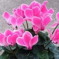 Квітка еухаріс догляд в домашніх умовах, flowery-blog (догляд) Квітка еухаріс догляд в домашніх умовах, flowery-blog