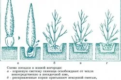 Декоративний паркан своїми руками вибір матеріалу, установка (фото) (руками) Декоративний паркан своїми руками вибір матеріалу, установка (фото)