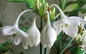 Квітка еухаріс догляд в домашніх умовах, flowery-blog (квітка) Квітка еухаріс догляд в домашніх умовах, flowery-blog