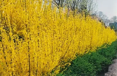 Декоративні чагарники форзиція посадка і догляд (чагарники форзиція посадка) Декоративні чагарники форзиція посадка і догляд