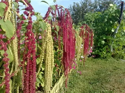 Квіти амарант технологія вирощування з насіння - енциклопедія квітів (технологія) Квіти амарант технологія вирощування з насіння - енциклопедія квітів