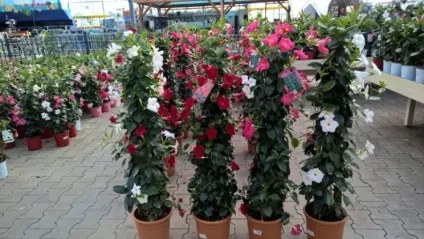 Квітка діпладенія догляд і розмноження, що робити в домашніх умовах (догляд) Квітка діпладенія догляд і розмноження, що робити в домашніх умовах