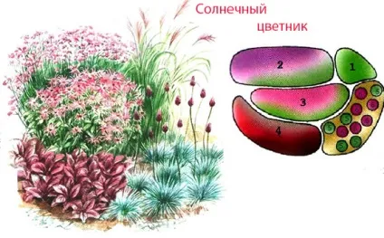 Декоративні злаки на клумбах і квітниках фото і схеми посадки