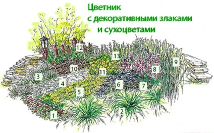 Декоративні злаки на клумбах і квітниках фото і схеми посадки