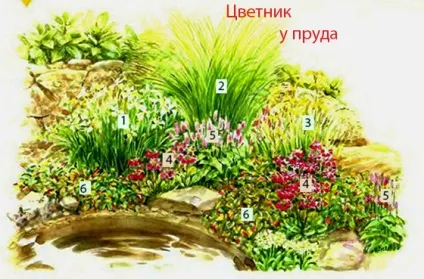 Декоративні злаки на клумбах і квітниках фото і схеми посадки